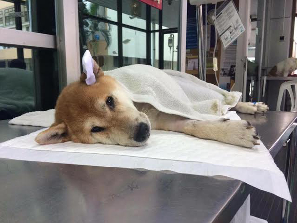 วู้ดดี้ พาอัพเดทอาการปู่ลอยด์ 3 ขา พร้อมพูดคุยกับ จักจั่น อคัมย์สิริ วู้ดดี้ พาอัพเดทอาการปู่ลอยด์ 3 ขา พร้อมพูดคุยกับ จักจั่น อคัมย์สิริ