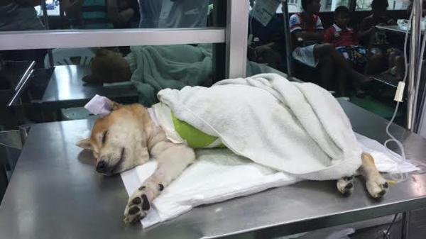 วู้ดดี้ พาอัพเดทอาการปู่ลอยด์ 3 ขา พร้อมพูดคุยกับ จักจั่น อคัมย์สิริ วู้ดดี้ พาอัพเดทอาการปู่ลอยด์ 3 ขา พร้อมพูดคุยกับ จักจั่น อคัมย์สิริ