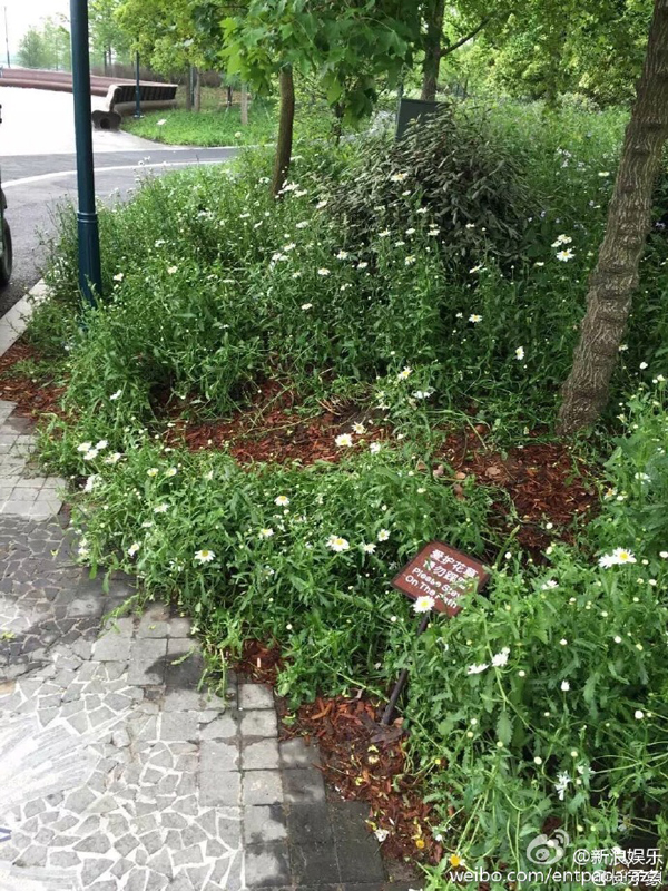 เซี่ยงไฮ้ ดิสนีย์แลนด์ อย่างเละ เจอชาวจีนแห่ทำสกปรก แม้ยังไม่เปิดเป็นทางการ เซี่ยงไฮ้ ดิสนีย์แลนด์ อย่างเละ เจอชาวจีนแห่ทำสกปรก แม้ยังไม่เปิดเป็นทางการ