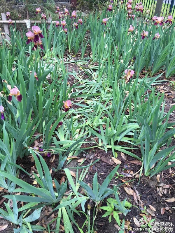 เซี่ยงไฮ้ ดิสนีย์แลนด์ อย่างเละ เจอชาวจีนแห่ทำสกปรก แม้ยังไม่เปิดเป็นทางการ เซี่ยงไฮ้ ดิสนีย์แลนด์ อย่างเละ เจอชาวจีนแห่ทำสกปรก แม้ยังไม่เปิดเป็นทางการ