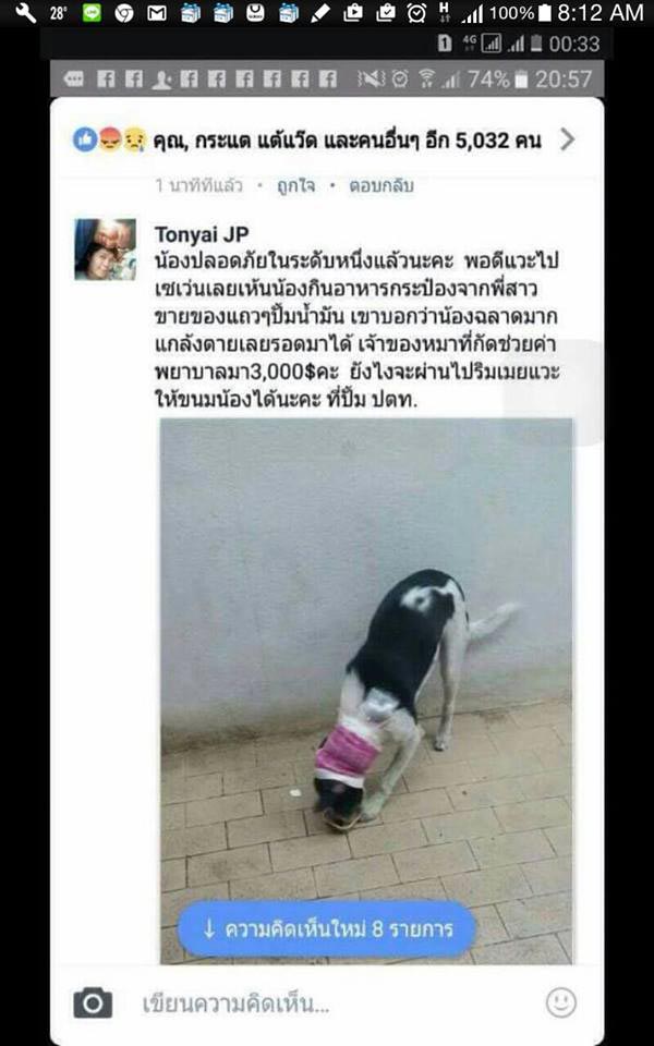 หมาพิทบูลฟัดหมาไทย หมาพิทบูลฟัดหมาไทย