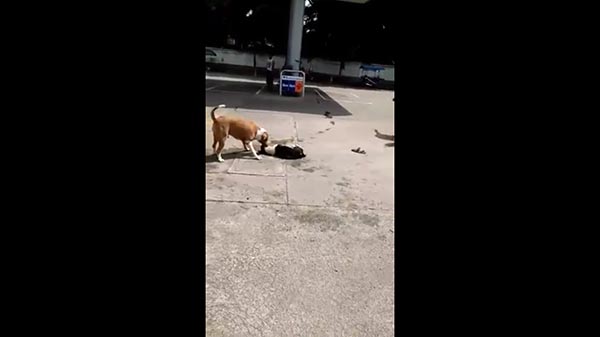 หมาพิทบูลฟัดหมาไทย หมาพิทบูลฟัดหมาไทย