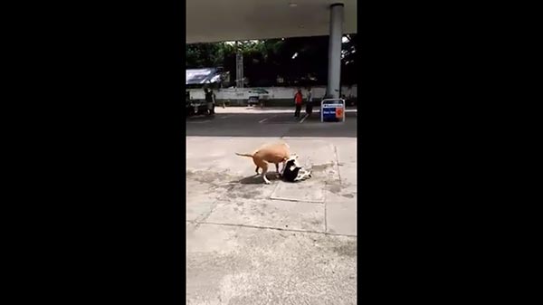 หมาพิทบูลฟัดหมาไทย หมาพิทบูลฟัดหมาไทย