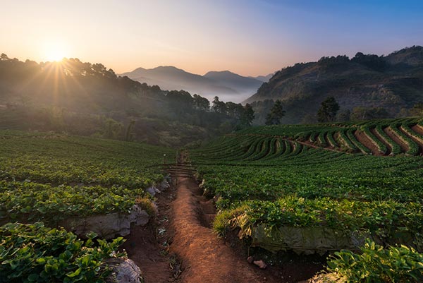 ดอยอ่างขาง ดอยอ่างขาง