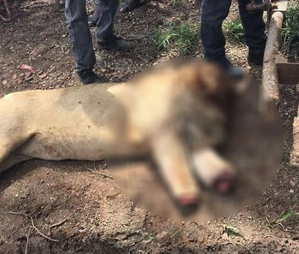 ฆ่าสิงโตทำคุณไสย ฆ่าสิงโตทำคุณไสย