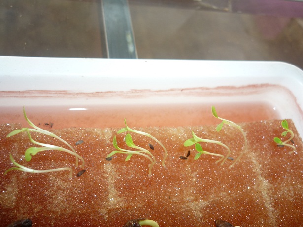 ง่ายจริงนะ! ปลูกผักไฮโดรโปนิกส์ปลอดสารพิษด้วยตัวเอง