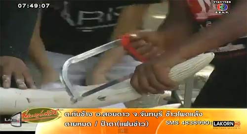 ชาวสุรินทร์ จวก! พิธีตัดงาพลายบิ๊ก เป็นเรื่องไม่ถูกต้อง