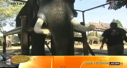 ชาวสุรินทร์ จวก! พิธีตัดงาพลายบิ๊ก เป็นเรื่องไม่ถูกต้อง