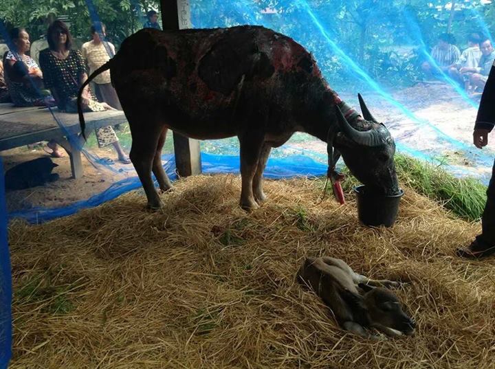 นางน้อย ควายท้องถูกไฟคลอก คลอดลูกแล้ว