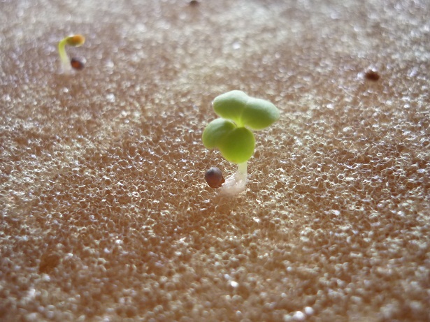 ง่ายจริงนะ! ปลูกผักไฮโดรโปนิกส์ปลอดสารพิษด้วยตัวเอง