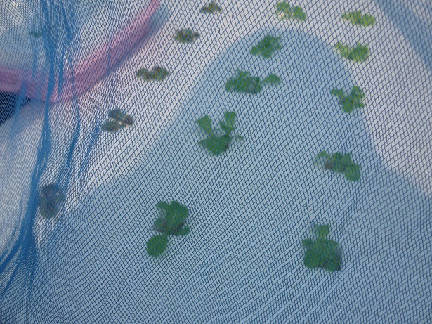 ง่ายจริงนะ! ปลูกผักไฮโดรโปนิกส์ปลอดสารพิษด้วยตัวเอง