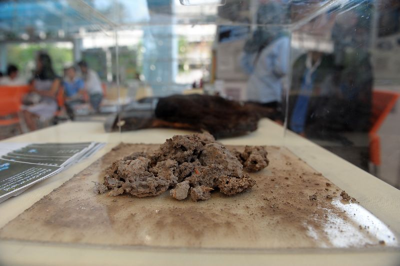 นักวิจัยพบสัตว์พันธุ์ใหม่ 3 ชนิด พบได้ในไทย-ลาว นักวิจัยพบสัตว์พันธุ์ใหม่ 3 ชนิด พบได้ในไทย-ลาว