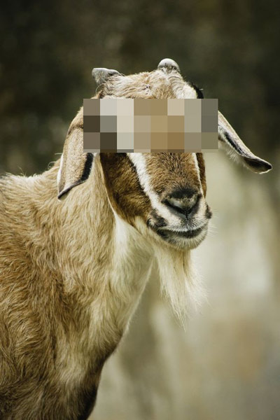 หนุ่มไนจีเรียอ้างข่มขืนแพะไม่ผิด เพราะขอแพะก่อนแล้ว หนุ่มไนจีเรียอ้างข่มขืนแพะไม่ผิด เพราะขอแพะก่อนแล้ว