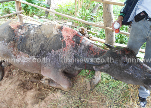 พระองค์เจ้าโสมสวลี ทรงรับกระบือท้องแก่ถูกไฟไหม้