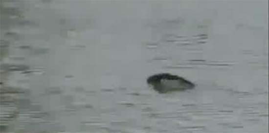 ชาวเน็ตร่วมพิสูจน์! คลิปพญานาคโผล่เล่นน้ำสกลนคร...จริงหรือ?