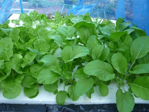 ง่ายจริงนะ! ปลูกผักไฮโดรโปนิกส์ปลอดสารพิษด้วยตัวเอง