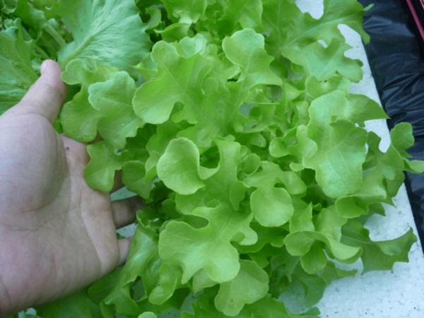 ง่ายจริงนะ! ปลูกผักไฮโดรโปนิกส์ปลอดสารพิษด้วยตัวเอง