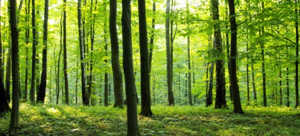 วันต้นไม้แห่งชาติ (15 ค่ำเดือน 6 )