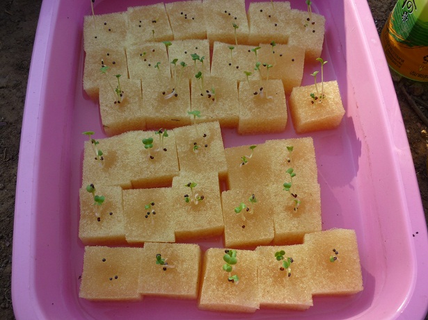 ง่ายจริงนะ! ปลูกผักไฮโดรโปนิกส์ปลอดสารพิษด้วยตัวเอง