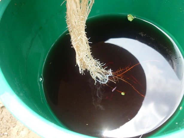 ง่ายจริงนะ! ปลูกผักไฮโดรโปนิกส์ปลอดสารพิษด้วยตัวเอง