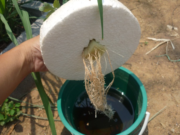 ง่ายจริงนะ! ปลูกผักไฮโดรโปนิกส์ปลอดสารพิษด้วยตัวเอง