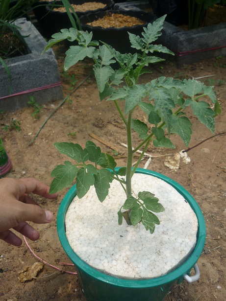 ง่ายจริงนะ! ปลูกผักไฮโดรโปนิกส์ปลอดสารพิษด้วยตัวเอง