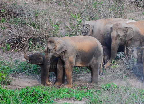 ช้างเผือก ช้างเผือก