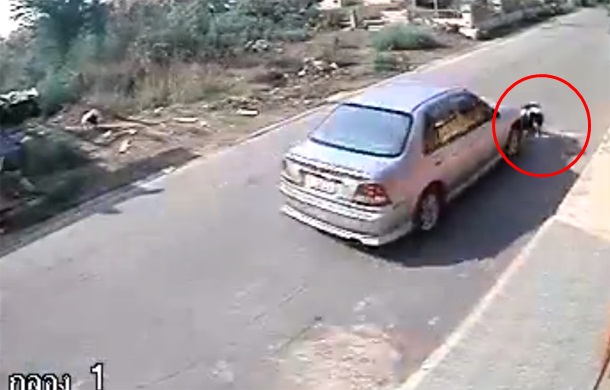 จวกยับ ! หนุ่มซิ่งรถชนหมา แถมย้อนมารีดค่าเสียหายเจ้าของ จวกยับ ! หนุ่มซิ่งรถชนหมา แถมย้อนมารีดค่าเสียหายเจ้าของ