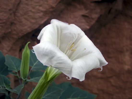 ดอกชมจันทร์ ไม้ประดับกินได้ มากคุณค่าทางโภชนาการ