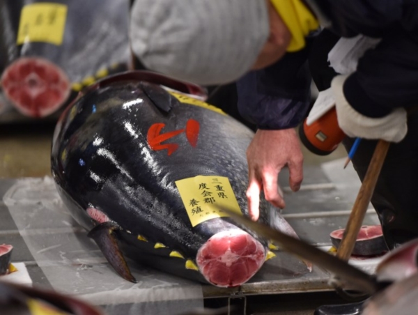 ญี่ปุ่นประมูลปลาทูน่าครีบน้ำเงินตัวยักษ์ ราคา 1.2 ล้านบาท ญี่ปุ่นประมูลปลาทูน่าครีบน้ำเงินตัวยักษ์ ราคา 1.2 ล้านบาท