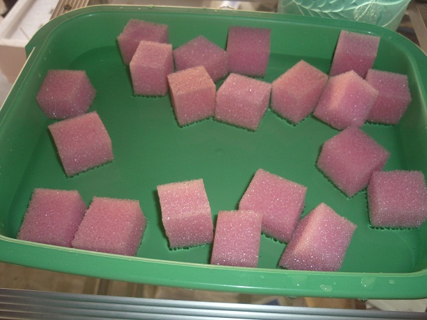 ง่ายจริงนะ! ปลูกผักไฮโดรโปนิกส์ปลอดสารพิษด้วยตัวเอง