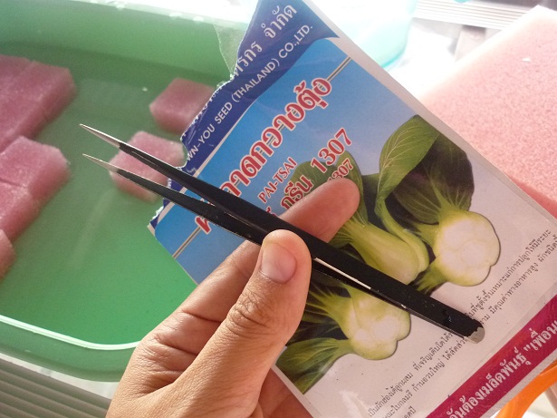 ง่ายจริงนะ! ปลูกผักไฮโดรโปนิกส์ปลอดสารพิษด้วยตัวเอง