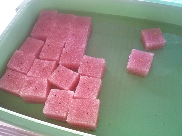 ง่ายจริงนะ! ปลูกผักไฮโดรโปนิกส์ปลอดสารพิษด้วยตัวเอง