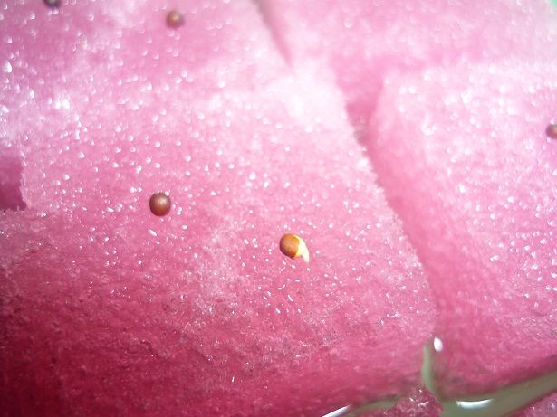 ง่ายจริงนะ! ปลูกผักไฮโดรโปนิกส์ปลอดสารพิษด้วยตัวเอง