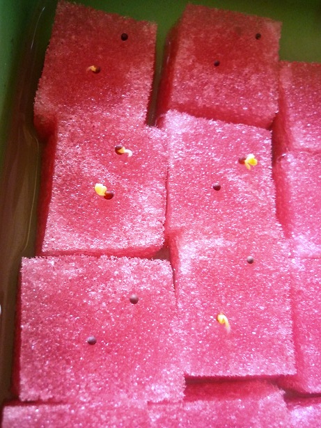 ง่ายจริงนะ! ปลูกผักไฮโดรโปนิกส์ปลอดสารพิษด้วยตัวเอง