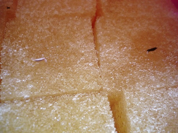 ง่ายจริงนะ! ปลูกผักไฮโดรโปนิกส์ปลอดสารพิษด้วยตัวเอง