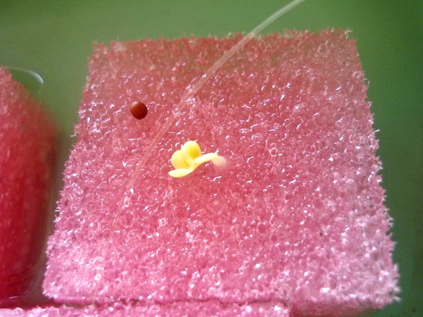 ง่ายจริงนะ! ปลูกผักไฮโดรโปนิกส์ปลอดสารพิษด้วยตัวเอง