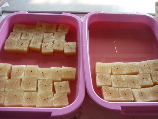 ง่ายจริงนะ! ปลูกผักไฮโดรโปนิกส์ปลอดสารพิษด้วยตัวเอง