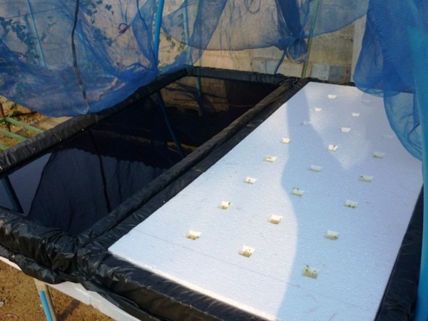 ง่ายจริงนะ! ปลูกผักไฮโดรโปนิกส์ปลอดสารพิษด้วยตัวเอง