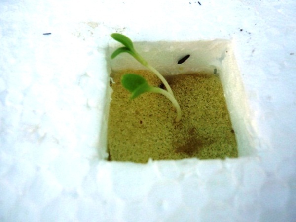 ง่ายจริงนะ! ปลูกผักไฮโดรโปนิกส์ปลอดสารพิษด้วยตัวเอง