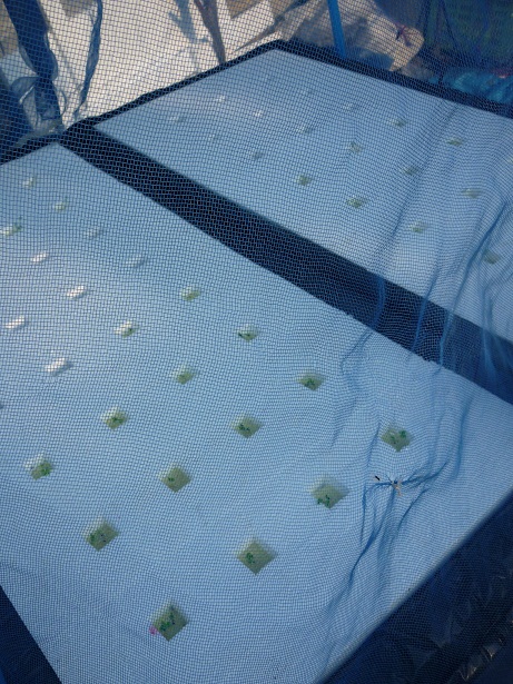 ง่ายจริงนะ! ปลูกผักไฮโดรโปนิกส์ปลอดสารพิษด้วยตัวเอง