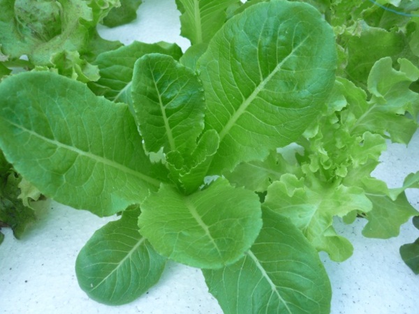 ง่ายจริงนะ! ปลูกผักไฮโดรโปนิกส์ปลอดสารพิษด้วยตัวเอง