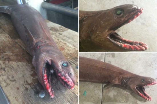 10 สัตว์น้ำน่าสะพรึง ราวสัตว์ประหลาดหลุดจากในหนัง 10 สัตว์น้ำน่าสะพรึง ราวสัตว์ประหลาดหลุดจากในหนัง