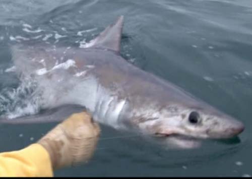 ชายอังกฤษตกปลาได้ฉลามยักษ์ ตัวใหญ่ที่สุดในอังกฤษ