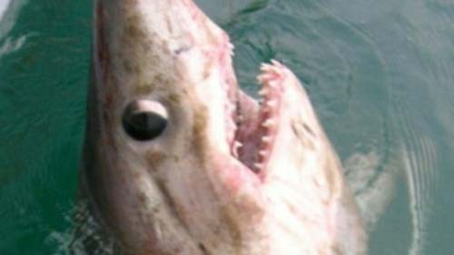 ชายอังกฤษตกปลาได้ฉลามยักษ์ ตัวใหญ่ที่สุดในอังกฤษ