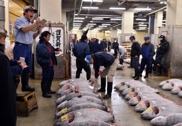 ญี่ปุ่นประมูลปลาทูน่าครีบน้ำเงินตัวยักษ์ ราคา 1.2 ล้านบาท ญี่ปุ่นประมูลปลาทูน่าครีบน้ำเงินตัวยักษ์ ราคา 1.2 ล้านบาท