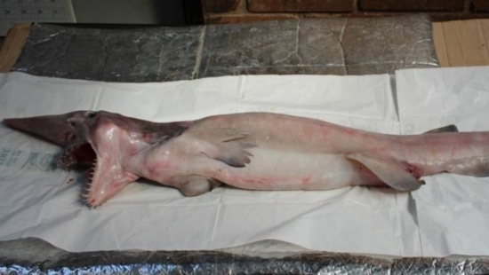 10 สัตว์น้ำน่าสะพรึง ราวสัตว์ประหลาดหลุดจากในหนัง 10 สัตว์น้ำน่าสะพรึง ราวสัตว์ประหลาดหลุดจากในหนัง