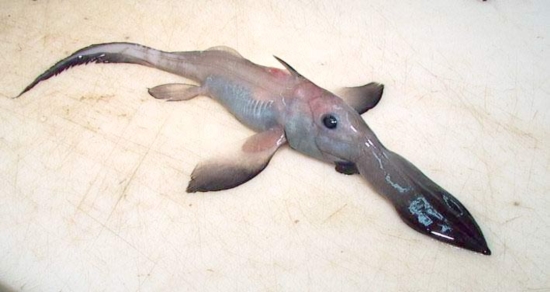 10 สัตว์น้ำน่าสะพรึง ราวสัตว์ประหลาดหลุดจากในหนัง 10 สัตว์น้ำน่าสะพรึง ราวสัตว์ประหลาดหลุดจากในหนัง