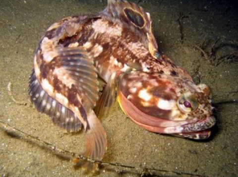 10 สัตว์น้ำน่าสะพรึง ราวสัตว์ประหลาดหลุดจากในหนัง 10 สัตว์น้ำน่าสะพรึง ราวสัตว์ประหลาดหลุดจากในหนัง