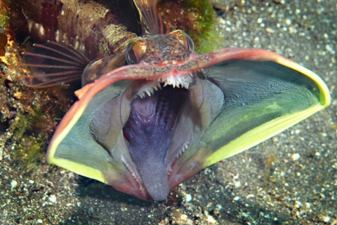 10 สัตว์น้ำน่าสะพรึง ราวสัตว์ประหลาดหลุดจากในหนัง 10 สัตว์น้ำน่าสะพรึง ราวสัตว์ประหลาดหลุดจากในหนัง